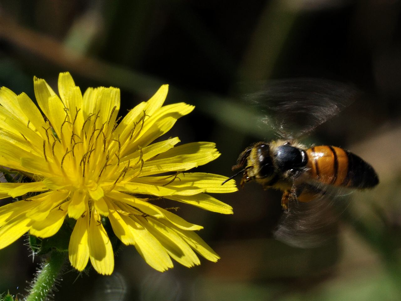 Apis mellifera con pelosit consumata